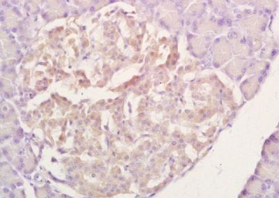 Rad51 Rabbit Polyclonal Antibody