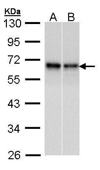 Rad9 Rabbit Polyclonal Antibody