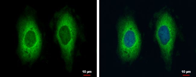 RAE1 Rabbit Polyclonal Antibody