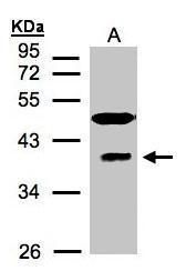 RAE1 Rabbit Polyclonal Antibody