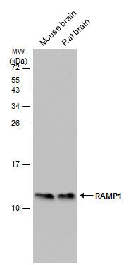 RAMP1 Rabbit Polyclonal Antibody