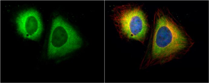 RanBP1 Rabbit Polyclonal Antibody