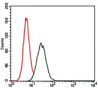 RAP1A Antibody