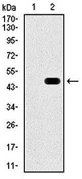 RAP1A Antibody