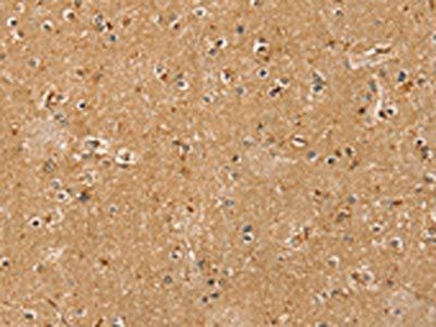 RASSF1 Antibody