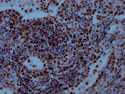 RBBP4 Antibody