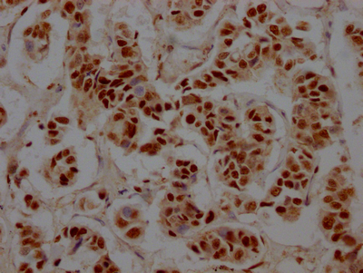 RBBP4 Antibody