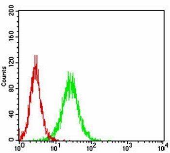 RBL2 Antibody