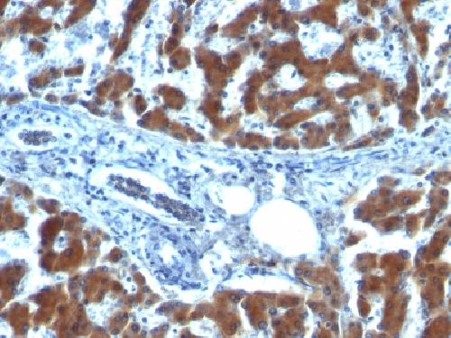 RBP1 Antibody