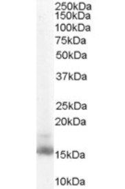 RBP1 Antibody