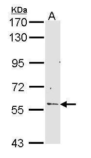 LETM1 Rabbit Polyclonal Antibody