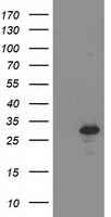 RDH11 Antibody