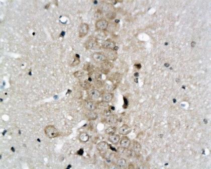 Reelin Rabbit Polyclonal Antibody