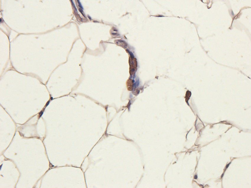 RELM alpha Rabbit Polyclonal Antibody
