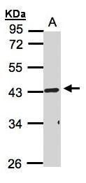 RELT TNF receptor Antibody