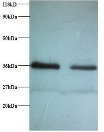 RPA2 Antibody