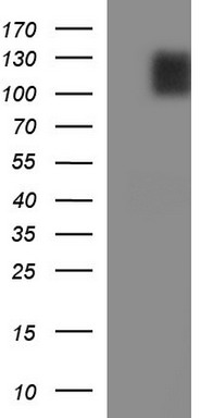 RFX3 Antibody