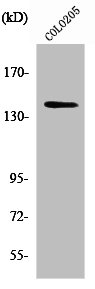 RTL9 Antibody