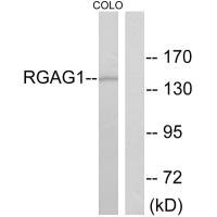 RTL9 Antibody