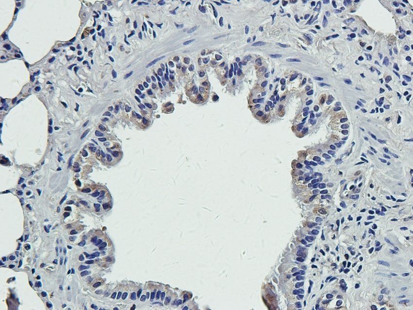 RGCC Rabbit Polyclonal Antibody