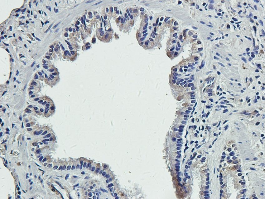 RGCC Rabbit Polyclonal Antibody