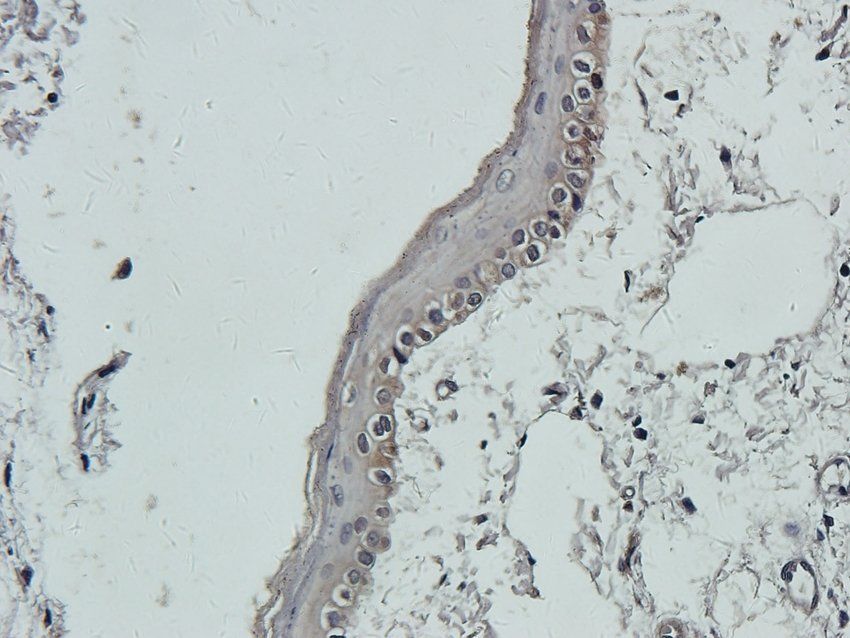 RGCC Rabbit Polyclonal Antibody