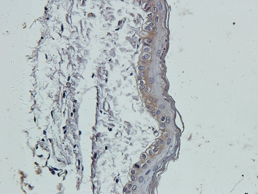 RGCC Rabbit Polyclonal Antibody