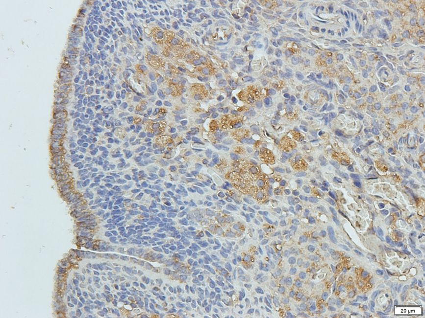 Rho guanine nucleotide exchange factor 7 Rabbit Polyclonal Antibody