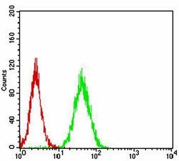 RHOF Antibody