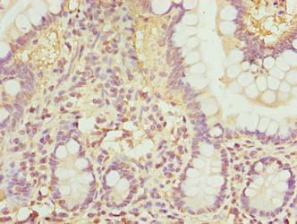 RHOF Antibody