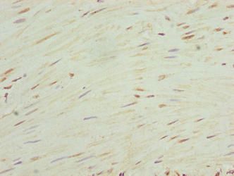 RHOF Antibody