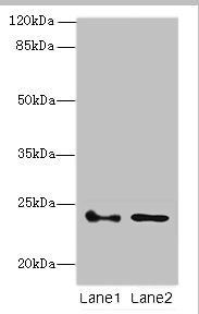 RHOF Antibody