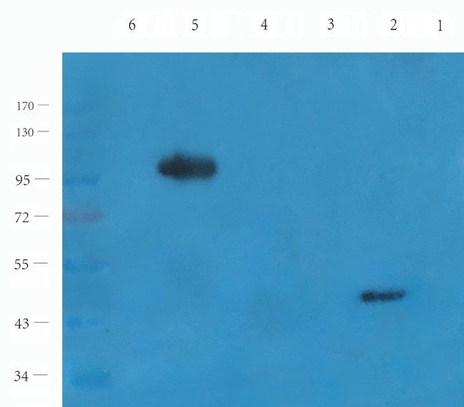 RHOT1 Rabbit Polyclonal Antibody