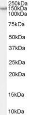 RNASEN/Drosha Antibody