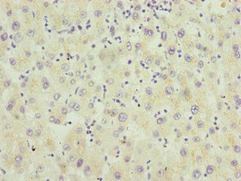 RNF5 Antibody
