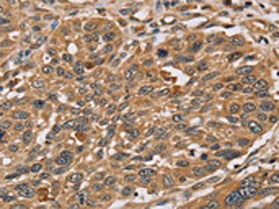 RNF5 Antibody
