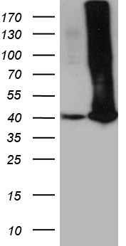 ROBO4 Antibody