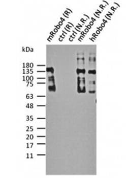 Robo4 Antibody