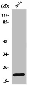 RPL18 Antibody