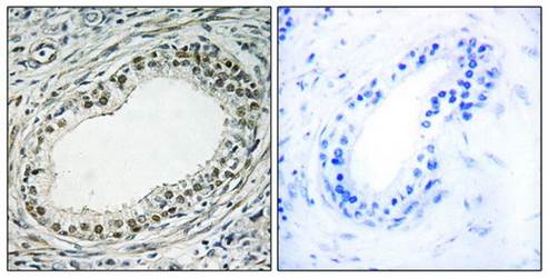 RPL36 Antibody