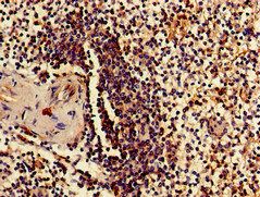 RPS15 Antibody