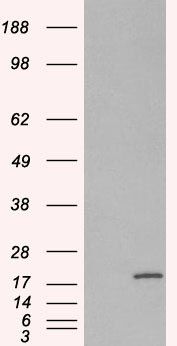 RPS19 Antibody