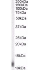 MPS1/RPS27 Antibody