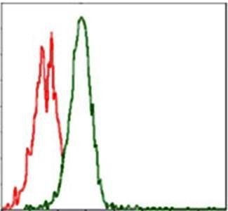 RPS6KB1 Antibody