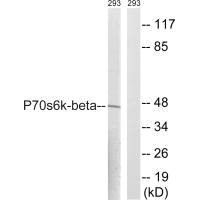 RPS6KB2 Antibody