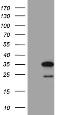 RSK3 Antibody