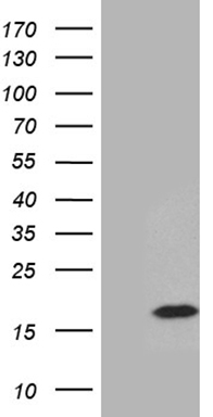RSK3 Antibody