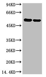 Rubisco (Large Chain) Antibody
