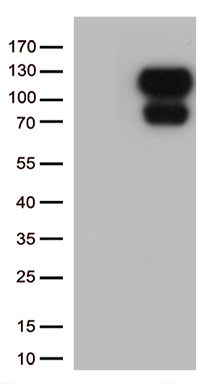 RUSC2 Antibody