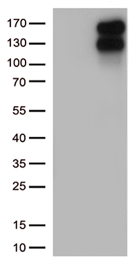 RUSC2 Antibody